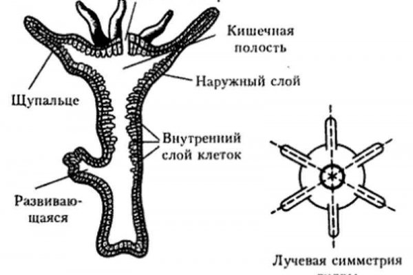 Кракен сайт krknwebs